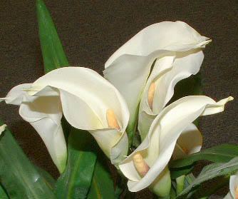 Calla Lily